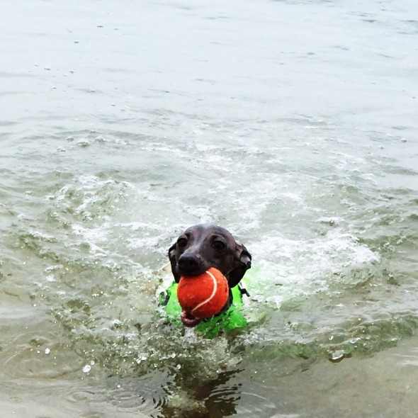 全犬種対象「イラストモデル募集」皆さんの愛犬が「ゆるく可愛らしいイラスト」に!SUMMER SEA@2015 〜犬達の夏休み〜 &プレゼント企画