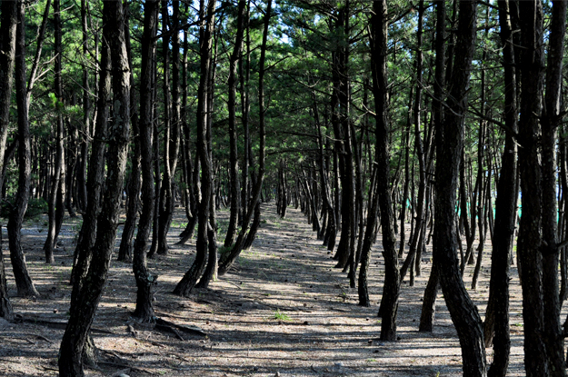 静かな花火を観て涙する。淡路島の花火大会と夕焼け空｜慶野松原花火大会