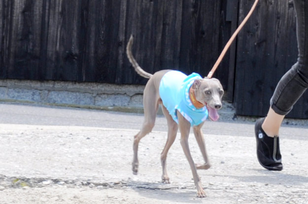 7月最後の新作「爽快にスポーツ！」「５つのカラーから選べるパステルドッド」がテーマ！ブログ限定写真も公開中