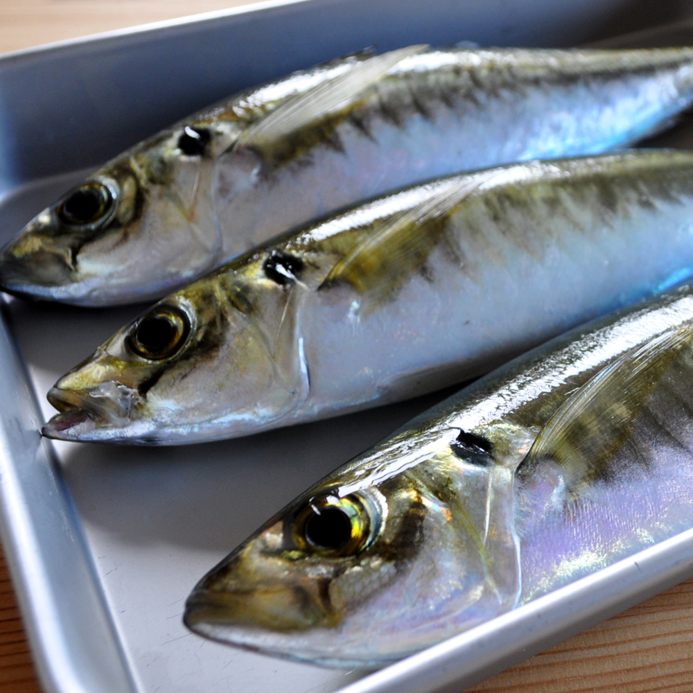 隣の爺さんがとびっきり新鮮な「鯵」釣ってきてくれた。