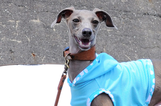 7月最後の新作「爽快にスポーツ！」「５つのカラーから選べるパステルドッド」がテーマ！ブログ限定写真も公開中