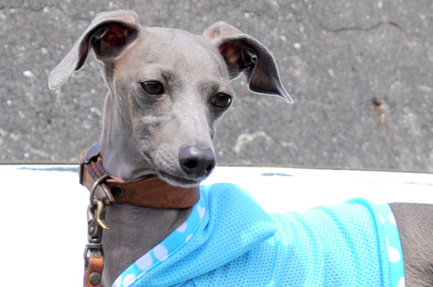 7月最後の新作「爽快にスポーツ！」「５つのカラーから選べるパステルドッド」がテーマ！ブログ限定写真も公開中