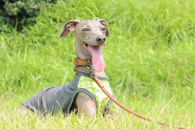 7月最後の新作「爽快にスポーツ！」「５つのカラーから選べるパステルドッド」がテーマ！ブログ限定写真も公開中