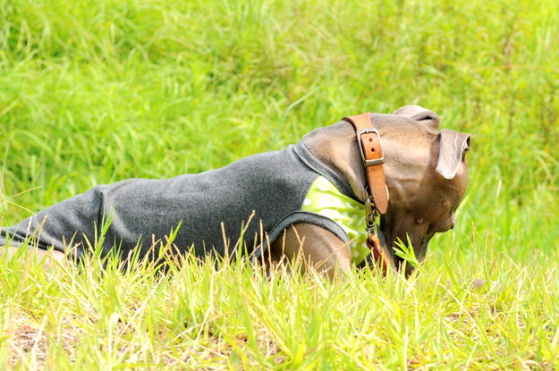 7月最後の新作「爽快にスポーツ！」「５つのカラーから選べるパステルドッド」がテーマ！ブログ限定写真も公開中