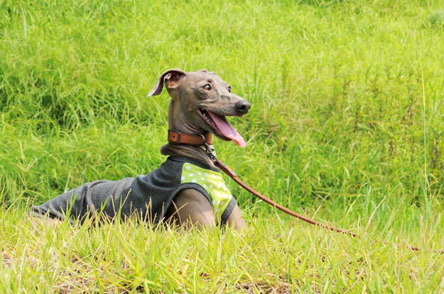 7月最後の新作「爽快にスポーツ！」「５つのカラーから選べるパステルドッド」がテーマ！ブログ限定写真も公開中