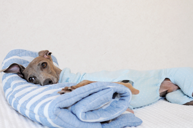 “SUMMER SEA@2015 〜犬達の夏休み〜 in awajishima” のARATA HOUSEグオリジナルグッズが完成しました！