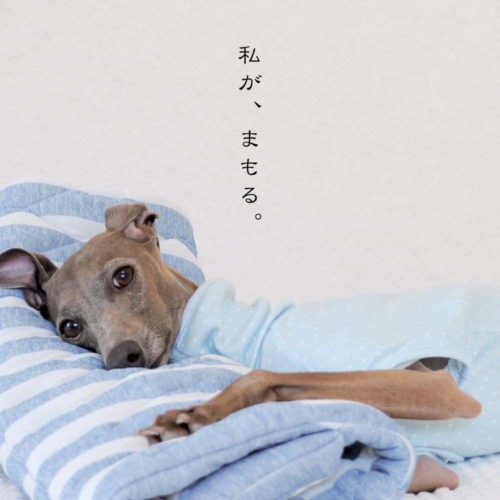 淡路島で夕焼けを見ながらランニング中に、ふと想ったこと。犬にとって服はどんな意味があるんだろう？