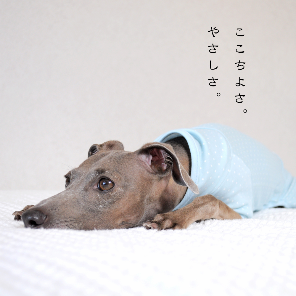 淡路島で夕焼けを見ながらランニング中に、ふと想ったこと。犬にとって服はどんな意味があるんだろう？