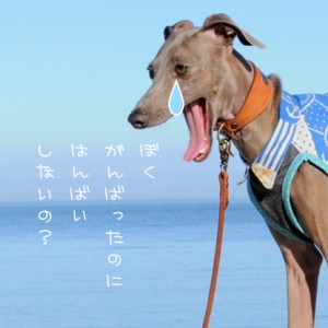 犬服を作るということ「ぼく がんばったのに はんばい しないの?」