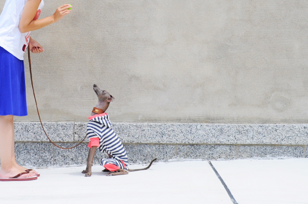 「秋の新作犬服」柔らかな縞模様と小さな物入れのお洋服|「小さな物入れに、なに入れようかなぁ〜♪」