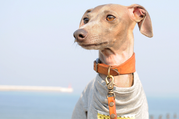 涼しいお洋服でルンルン♪「散歩」と「芝」と「ボール」と「Buono!」と「犬服新作」