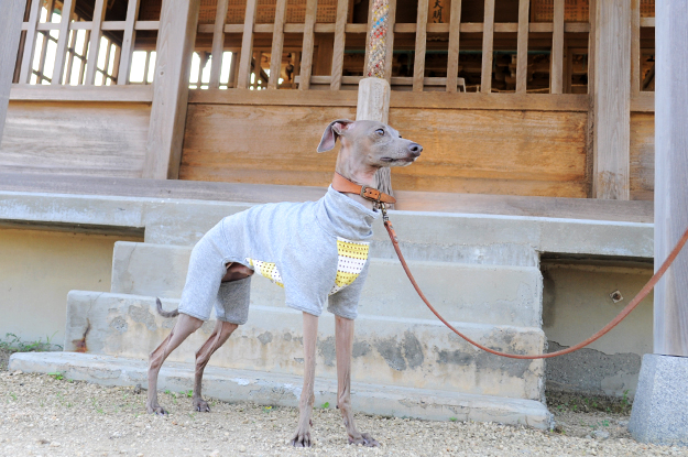 涼しいお洋服でルンルン♪「散歩」と「芝」と「ボール」と「Buono!」と「犬服新作」