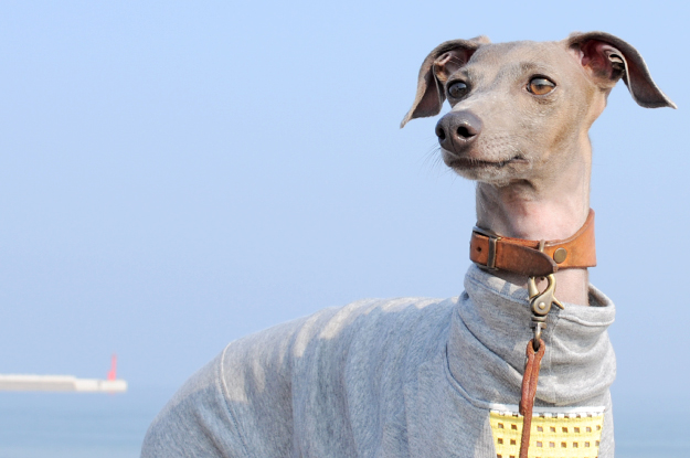 涼しいお洋服でルンルン♪「散歩」と「芝」と「ボール」と「Buono!」と「犬服新作」