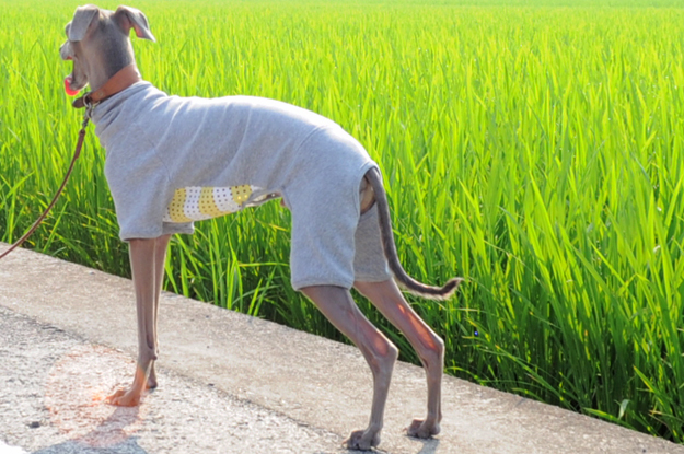 涼しいお洋服でルンルン♪「散歩」と「芝」と「ボール」と「Buono!」と「犬服新作」