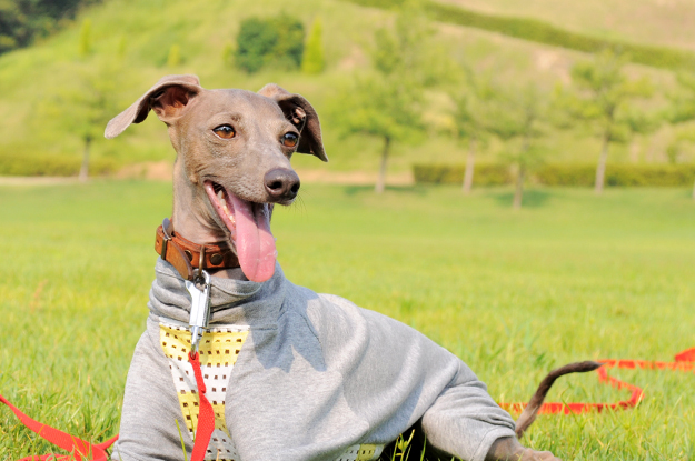 涼しいお洋服でルンルン♪「散歩」と「芝」と「ボール」と「Buono!」と「犬服新作」