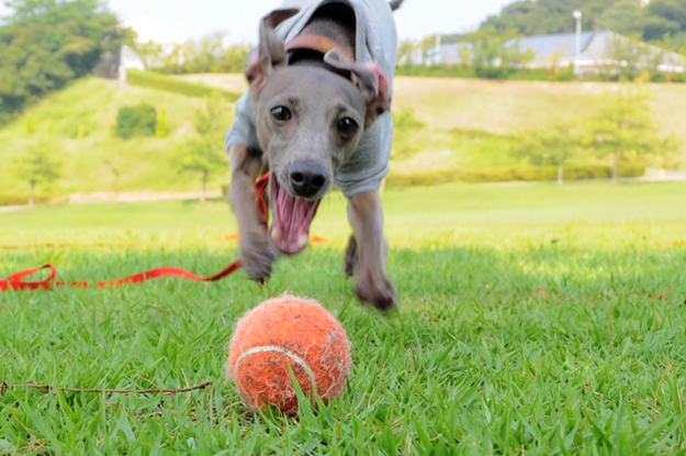 涼しいお洋服でルンルン♪「散歩」と「芝」と「ボール」と「Buono!」と「犬服新作」