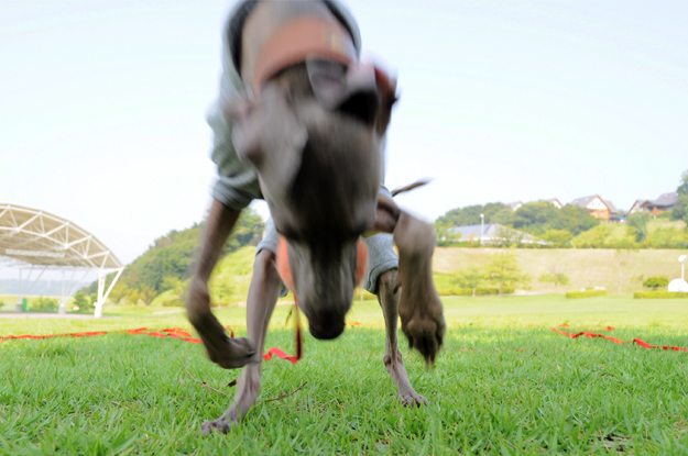 涼しいお洋服でルンルン♪「散歩」と「芝」と「ボール」と「Buono!」と「犬服新作」