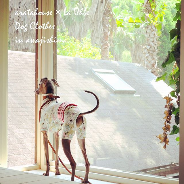 ４匹の個性豊かな「ミニピン」ちゃんが淡路島に「およぷく」を作りに来てくれた話「採寸→記念撮影→製作、そしてお届け→ドキドキ♡ワクワク♪」