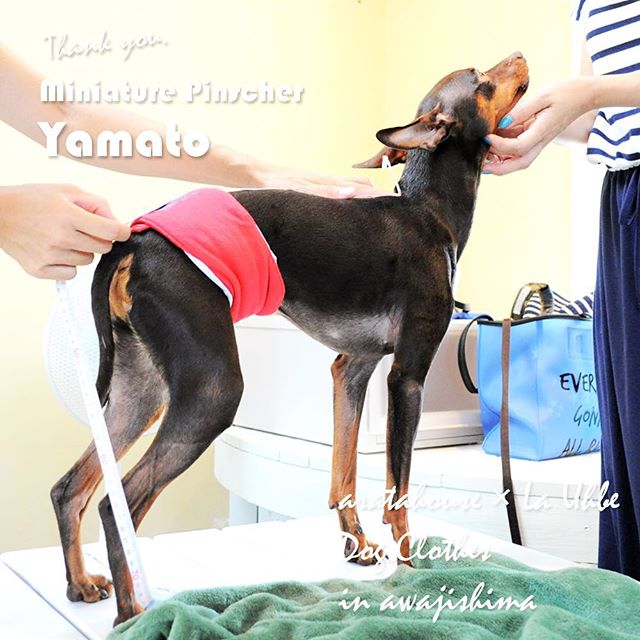 ４匹の個性豊かな「ミニピン」ちゃんが淡路島に「およぷく」を作りに来てくれた話「採寸→記念撮影→製作、そしてお届け→ドキドキ♡ワクワク♪」