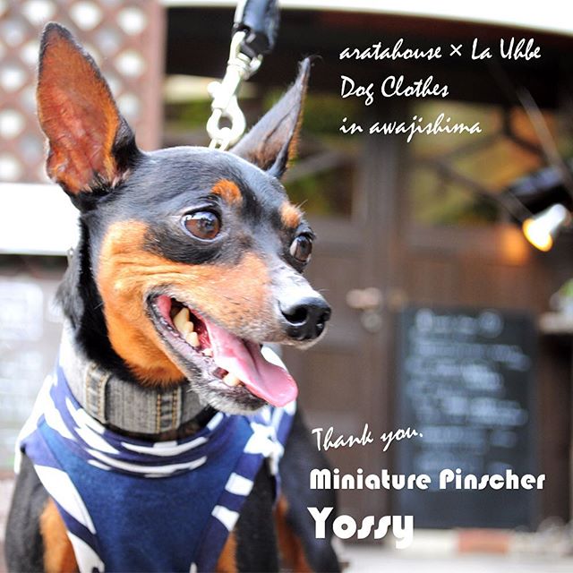 ４匹の個性豊かな「ミニピン」ちゃんが淡路島に「およぷく」を作りに来てくれた話「採寸→記念撮影→製作、そしてお届け→ドキドキ♡ワクワク♪」