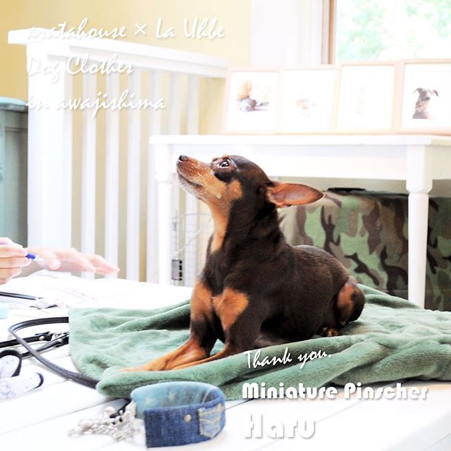 ４匹の個性豊かな「ミニピン」ちゃんが淡路島に「およぷく」を作りに来てくれた話「採寸→記念撮影→製作、そしてお届け→ドキドキ♡ワクワク♪」