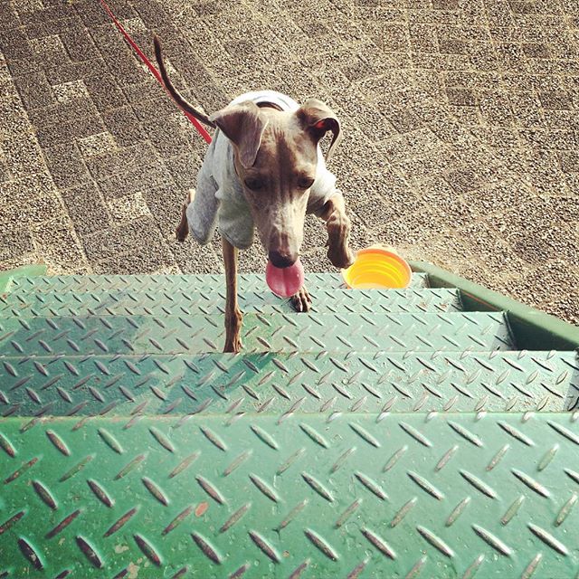 イタグレBuono!の体重を測ってみた＠体重推移記録