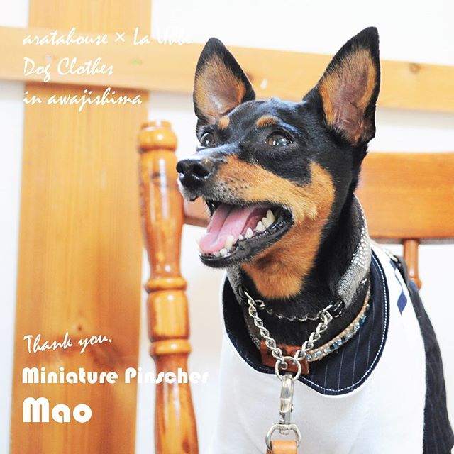 ４匹の個性豊かな「ミニピン」ちゃんが淡路島に「およぷく」を作りに来てくれた話「採寸→記念撮影→製作、そしてお届け→ドキドキ♡ワクワク♪」