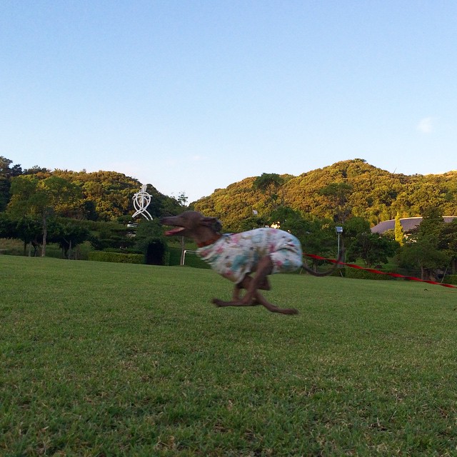 イタグレBuono!の体重を測ってみた＠体重推移記録