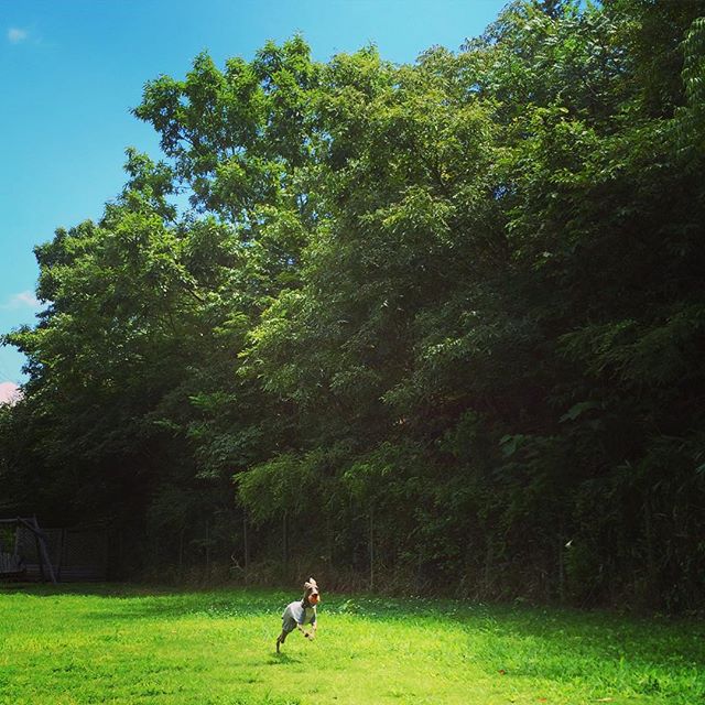 新作の犬服を撮影する日は、私達もBuono!も嬉しい日。