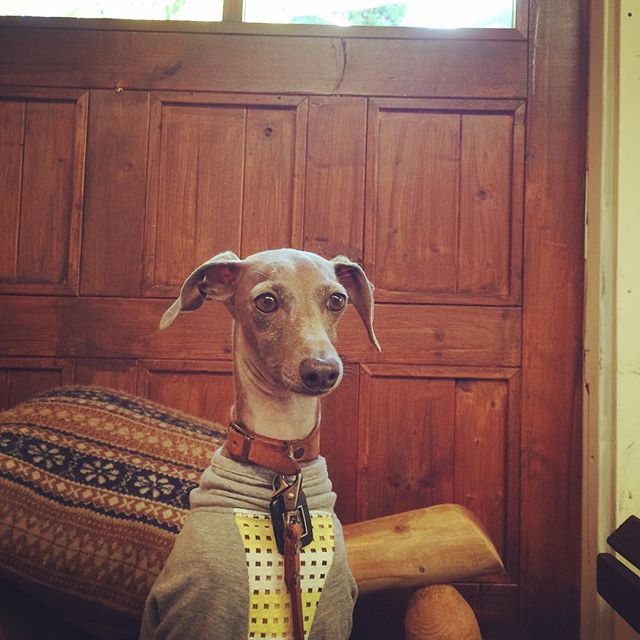 新作の犬服を撮影する日は、私達もBuono!も嬉しい日。