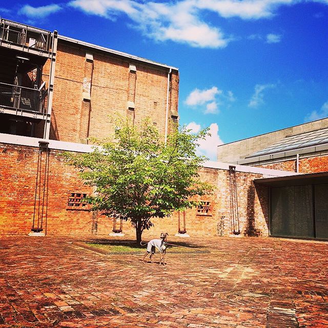 新作の犬服を撮影する日は、私達もBuono!も嬉しい日。