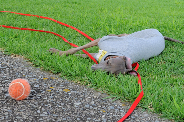 涼しいお洋服でルンルン♪「散歩」と「芝」と「ボール」と「Buono!」と「犬服新作」