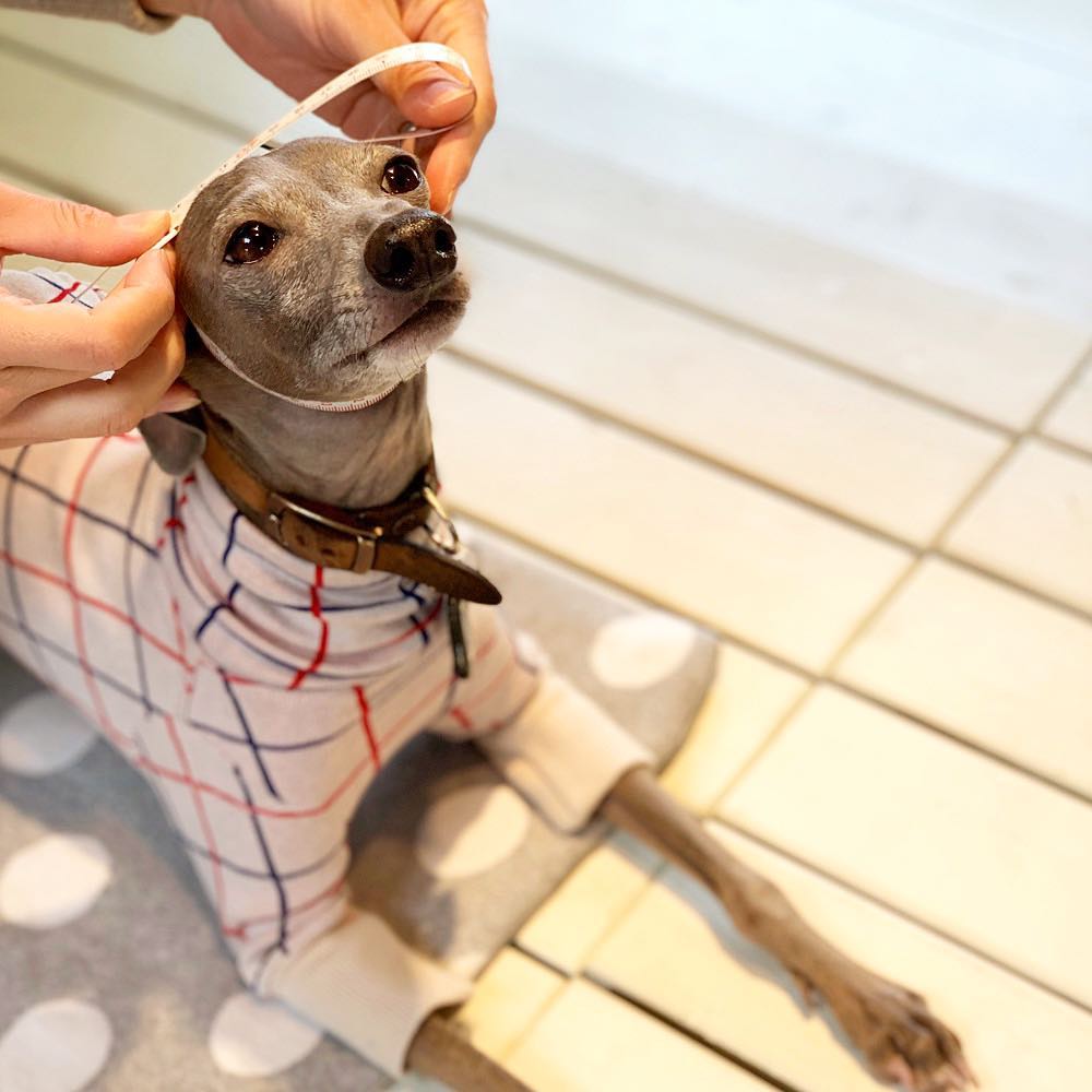 犬服オーダーメイド製作手順：採寸・生地選び・デザインを決める【フィッティングセッション】 | ARATA HOUSE