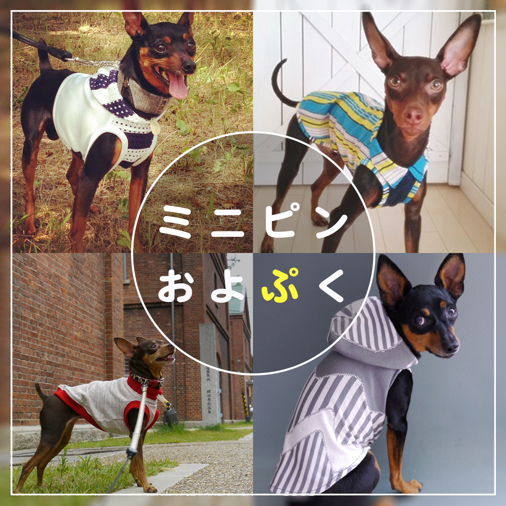 ４匹の個性豊かな「ミニピン」ちゃんが淡路島に「およぷく」を作りに来てくれた話「採寸→記念撮影→製作、そしてお届け→ドキドキ♡ワクワク♪」
