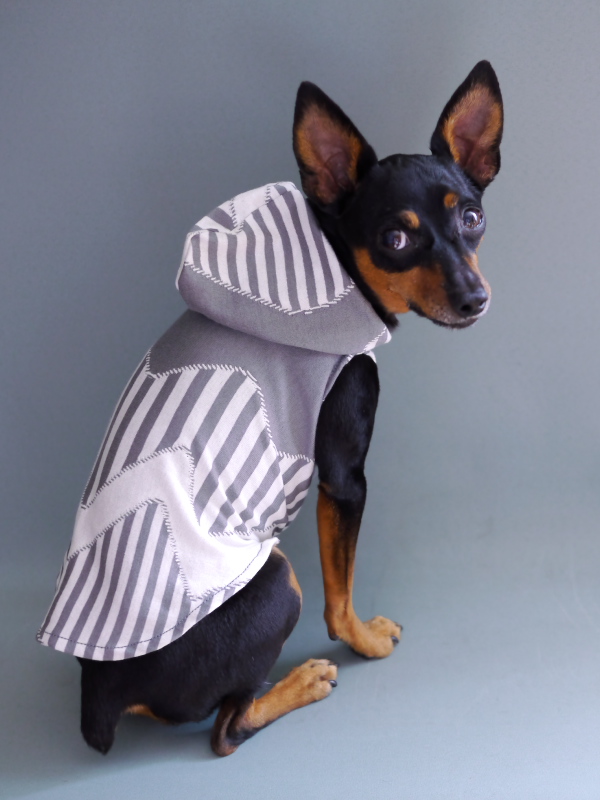 ４匹の個性豊かな「ミニピン」ちゃんが淡路島に「およぷく」を作りに来てくれた話「採寸→記念撮影→製作、そしてお届け→ドキドキ♡ワクワク♪」