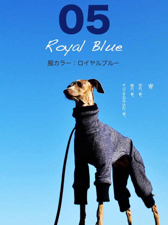 「イタグレ秋服」優しさの中にも、強さが溢れるトレーナーRoyal Blue「2015.秋冬新作」