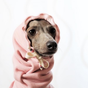 「2015・秋の犬服」シンプルにカッコよく秋冬コーディネート「新作&定番の15アイテム」