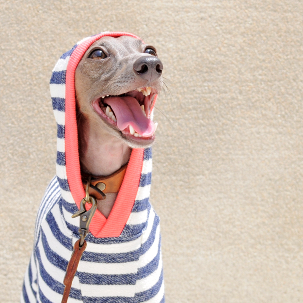 「2015・秋の犬服」シンプルにカッコよく秋冬コーディネート「新作&定番の15アイテム」