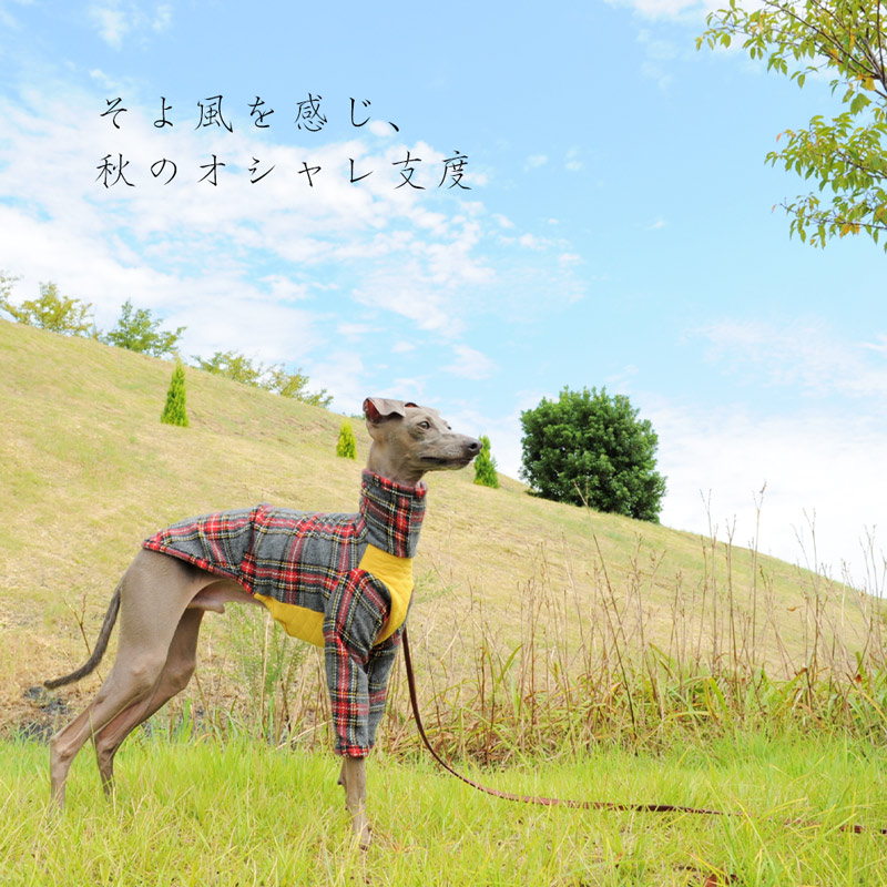 秋の新作「イタグレ服」秋のそよ風を感じながら「タータンチェック」の「およぷく」で公園を散歩する
