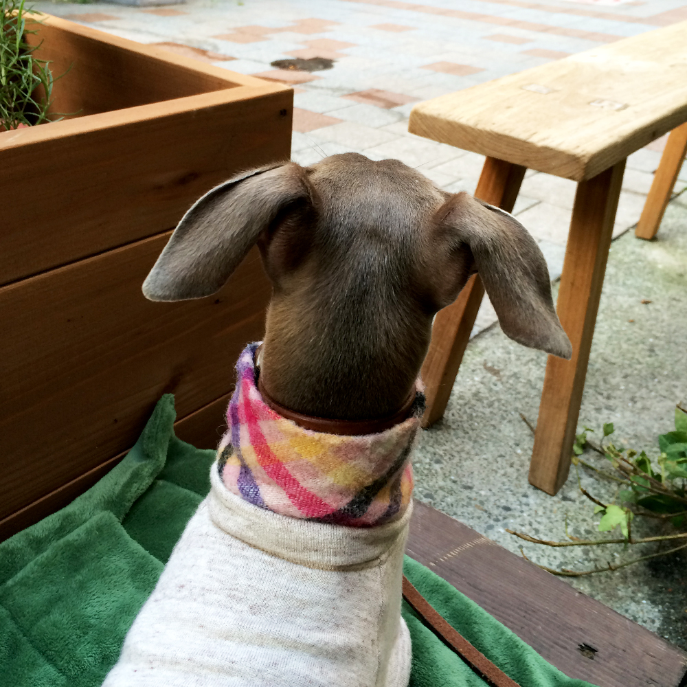 愛犬と、よっちゃんと「神戸」をぶらぶら歩いて見つけた!全部が気持ちいい「cafe&bistro」