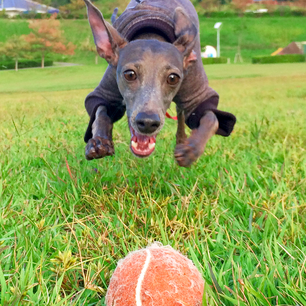 淡路島を散歩。そして、海を眺めながらビールを飲み「新作犬服」を考える
