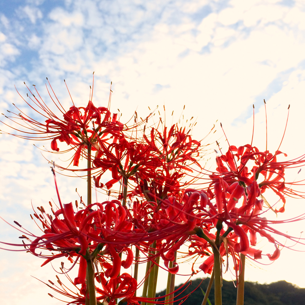 淡路島を散歩。そして、海を眺めながらビールを飲み「新作犬服」を考える
