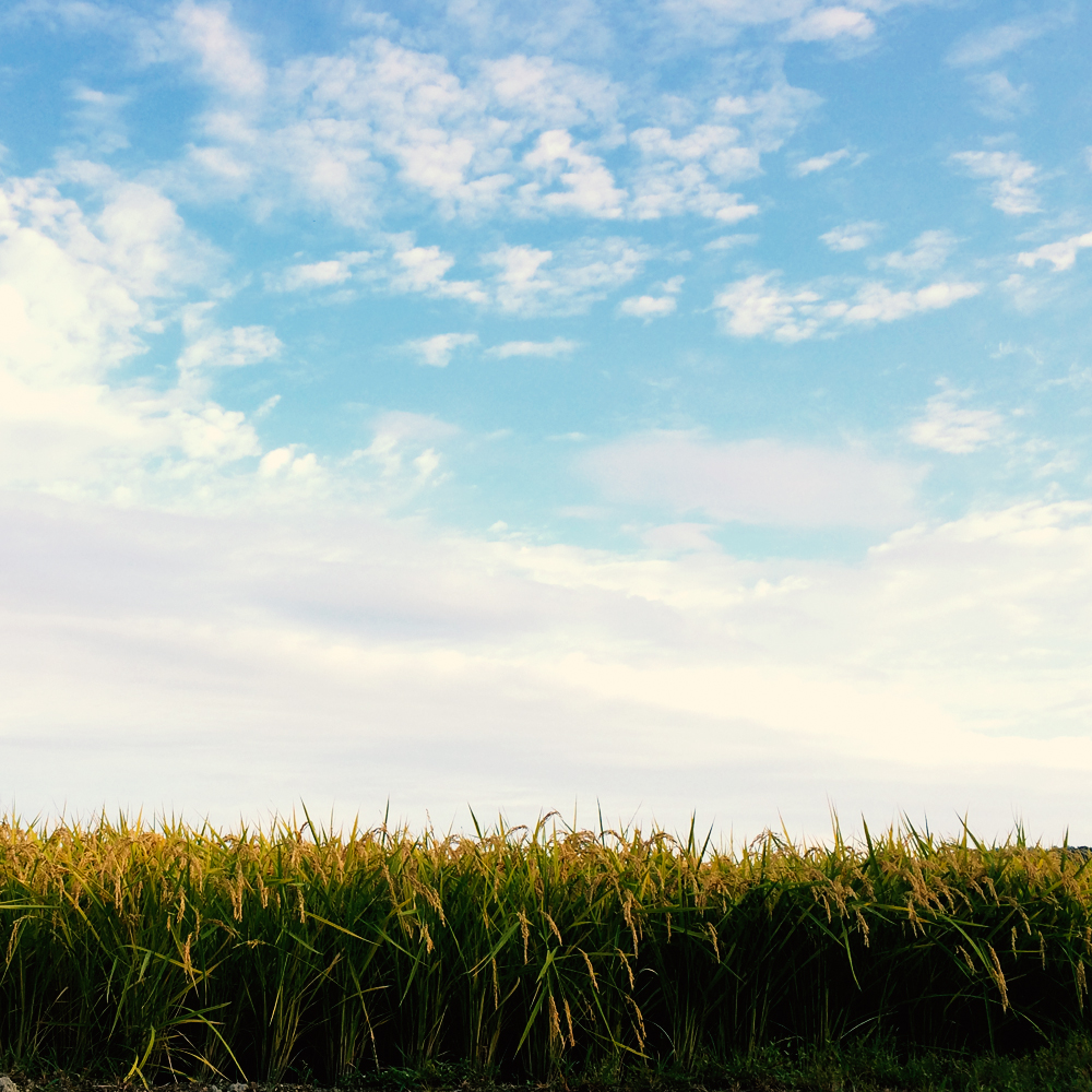 淡路島を散歩。そして、海を眺めながらビールを飲み「新作犬服」を考える