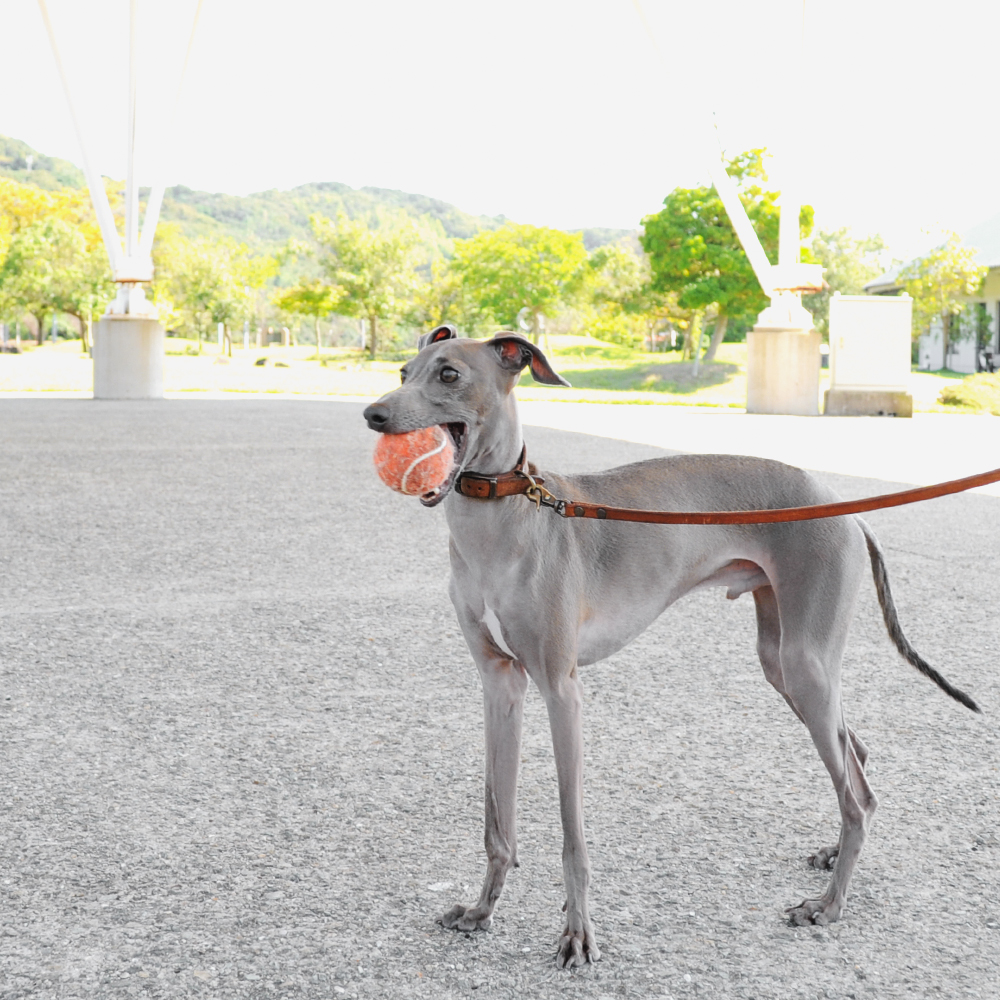 可愛いカンガルーポケット付きの「新作犬服」が出来たけど・・販売は延期。。それでもBuono!は嬉しそう♪