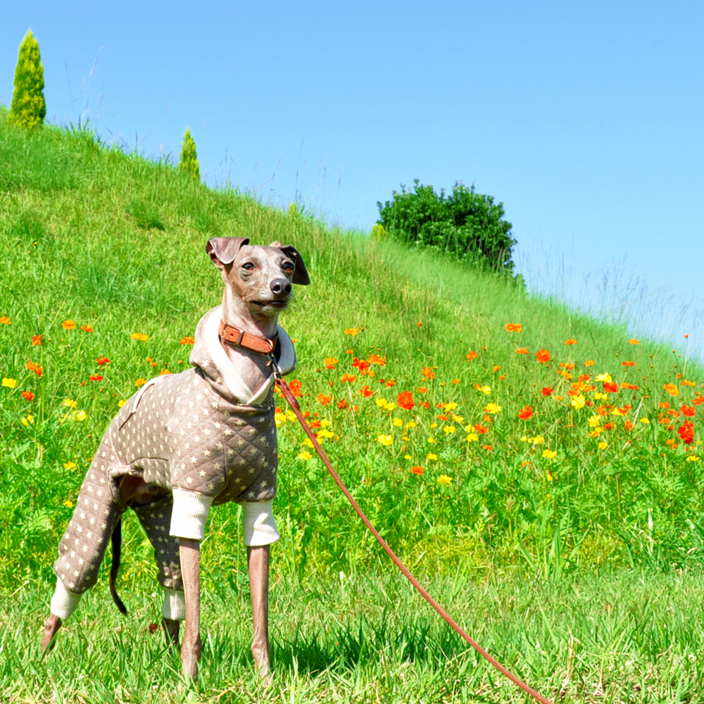 カンガルーポケット付きの新作犬服出来たけど・・販売は延期。。それでもBuono!は嬉しそう♪