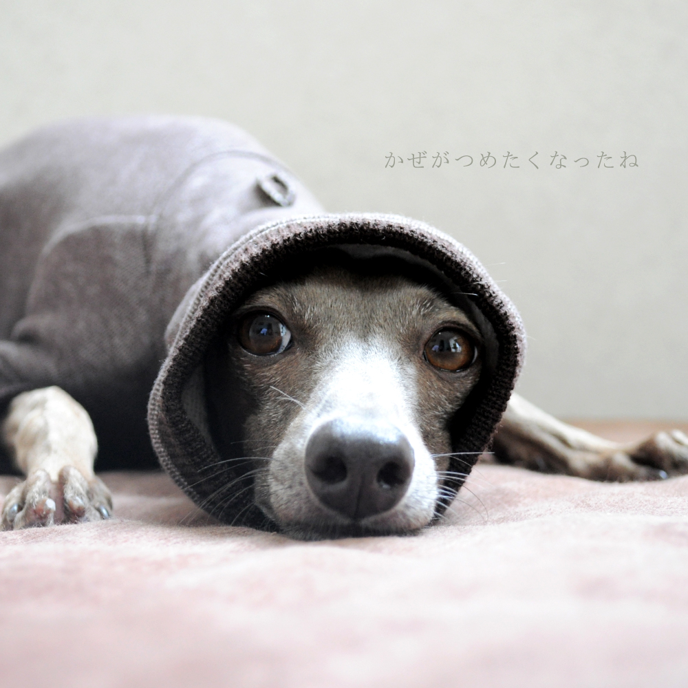 「お知らせ」9月8日より「犬服&犬寝袋」の発送予定日が変わります