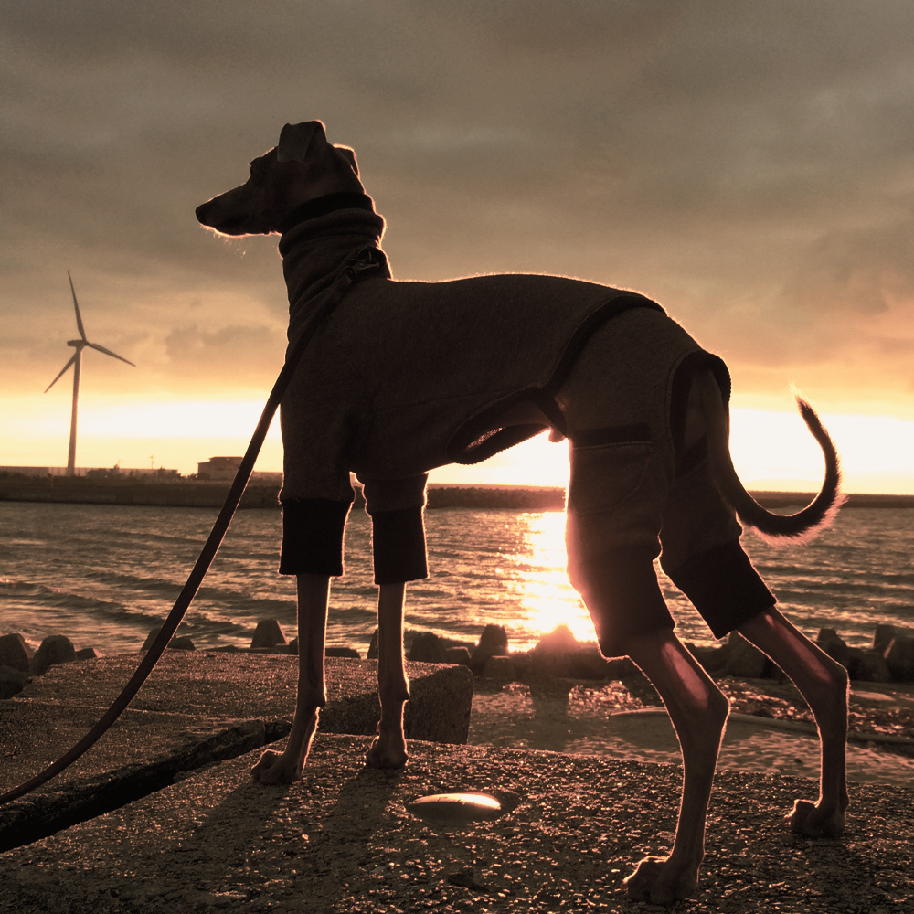 イタグレBuono!の体重を測ってみた「夏が終わり秋へ＠201509」体重推移記録グラフ