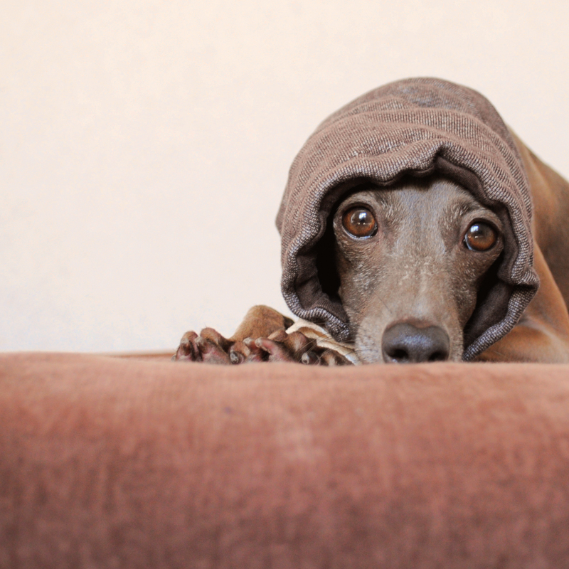 イタグレBuono!がスヌードの使い方を紹介します