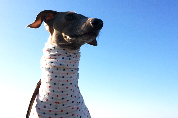 淡路島の日曜日「2000人が参加したアワイチ」を見ながら、「海沿い」を気持ちよくランニングして、愛犬の散歩に行く。