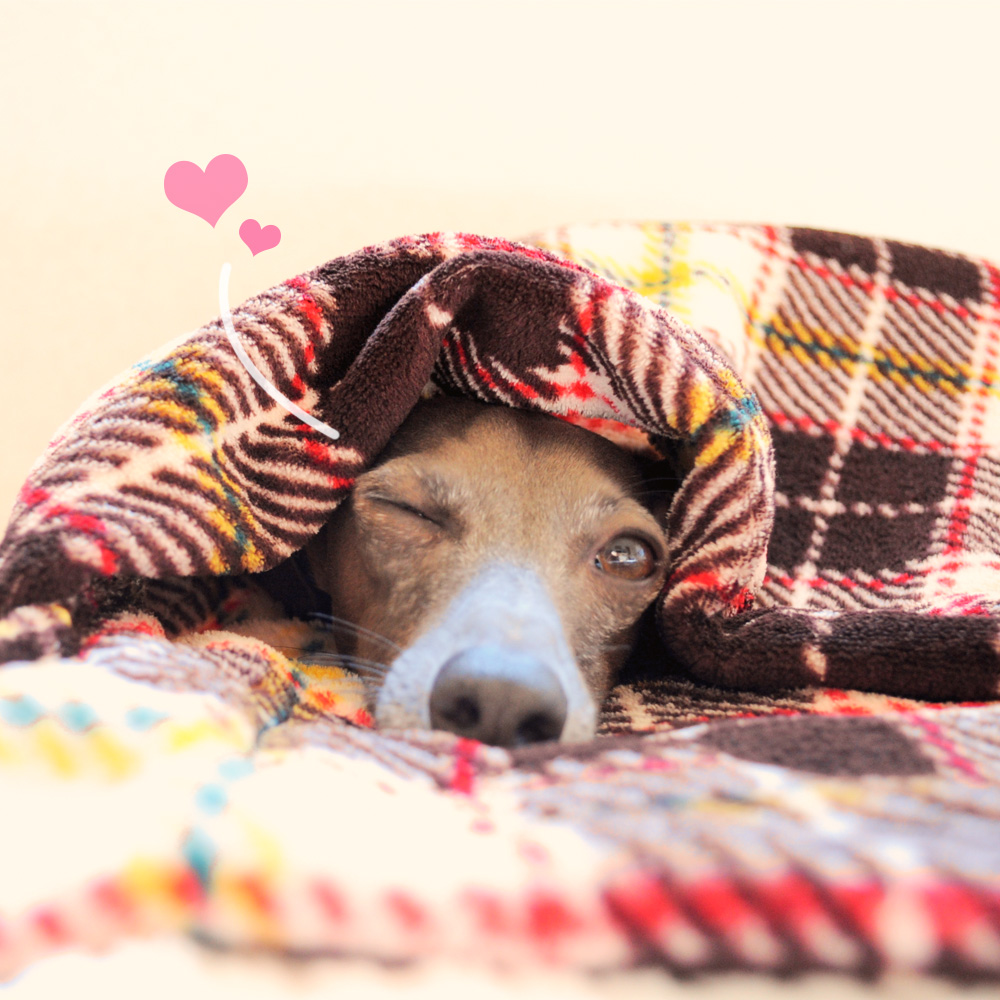 寒い冬にぴったり 完璧すぎない犬寝袋 を一つ一つ丁寧に思いを込めて製作しています Arata House